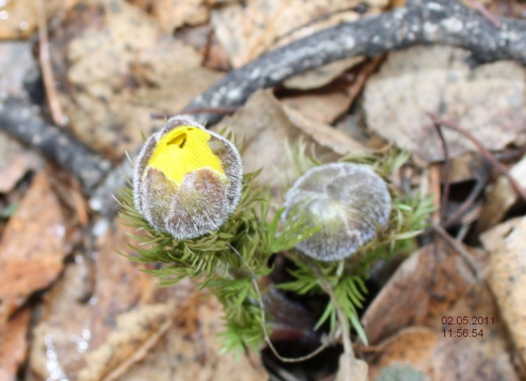 Адонис верналис - горицвет весенний