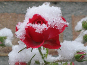 rosa на зиму