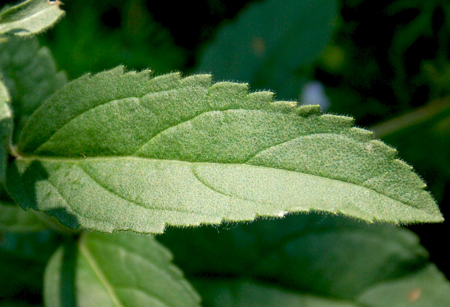 Вероника колосистая, стеблевой лист