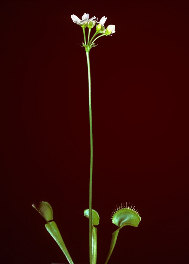 цветок венериной мухоловки