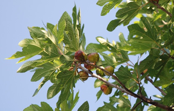 Фиговое дерево, или инжир