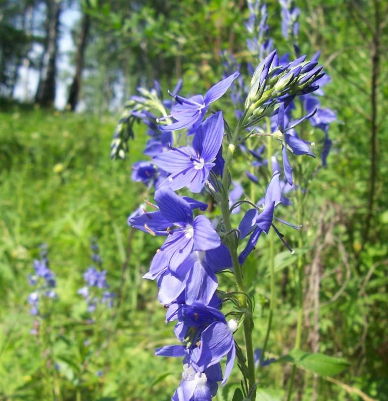Голубые цветы вероники широколистной собраны в соцветие кисть