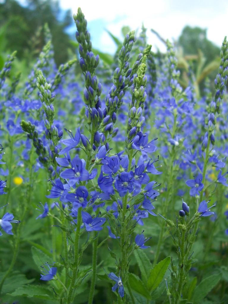 Синие цветы вероники широколистной