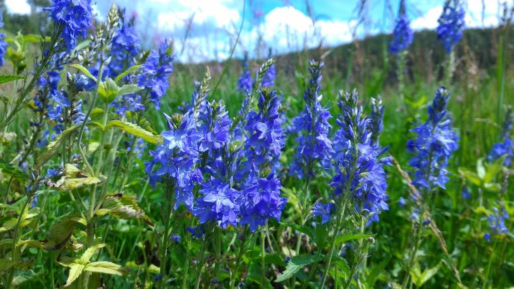 Яркие голубые цветы вероники широколистной