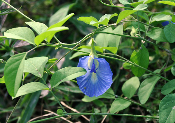 Синий цветок клитории