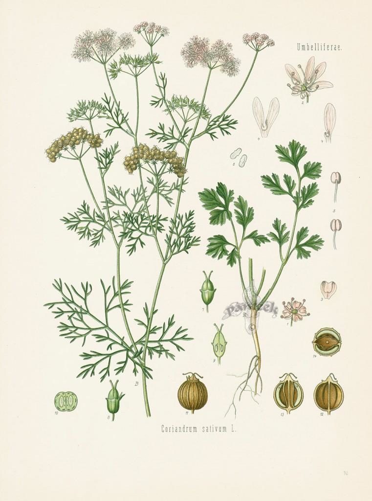 Растение кинза, или кориандр